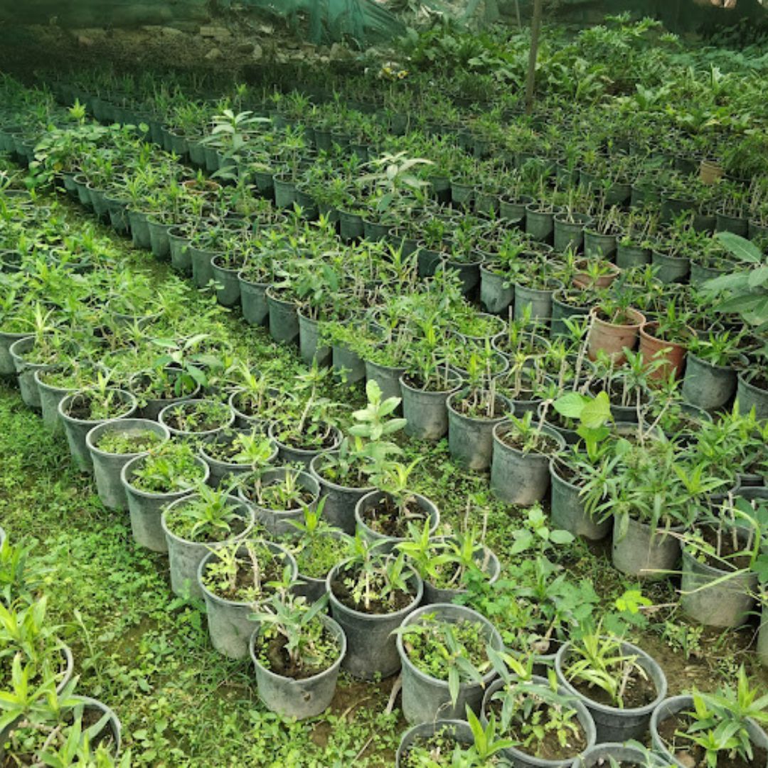 Jonas Nursery Horticulture Hub