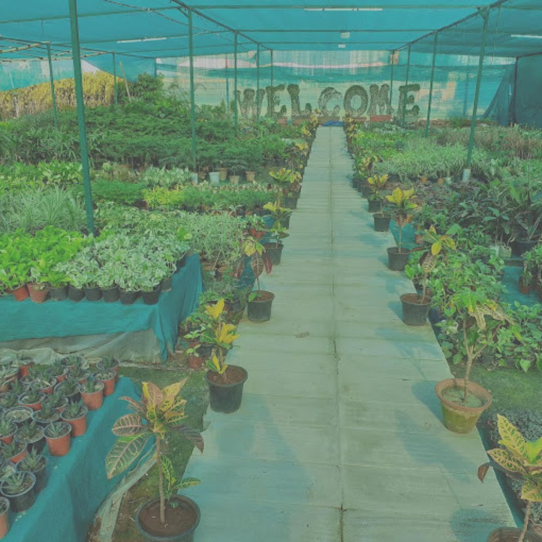 Plants Wale Nursery