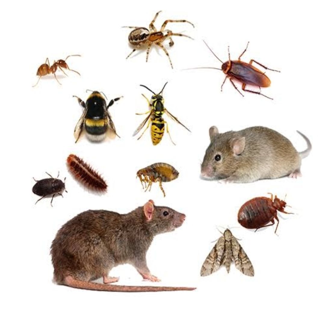 MV Pest Control Service